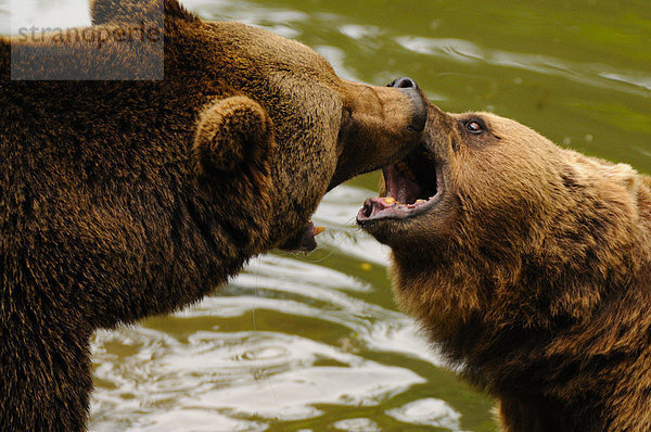 Nahaufnahme des Grizzly-Bären (Ursus Arctos Horribilis) kämpfen