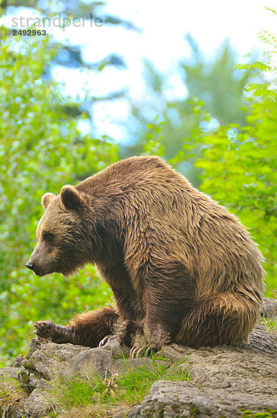 Grizzlybär (Ursus Arctos Horribilis) sitzen auf Felsen im Wald  Bayerischer Wald  Bayern  Deutschland