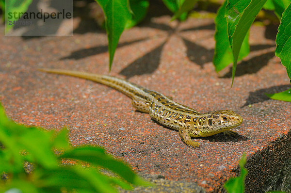 Erhöhte Ansicht der Zauneidechse (Lacerta Agilis)  Deutschland