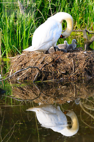 Höckerschwan (Cygnus Olor) mit ihrer Cygnets im nest