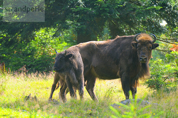 Europäische Bison (Bison Bonasus) im Feld mit seiner Kalb  Bayerischer Wald  Bayern  Deutschland