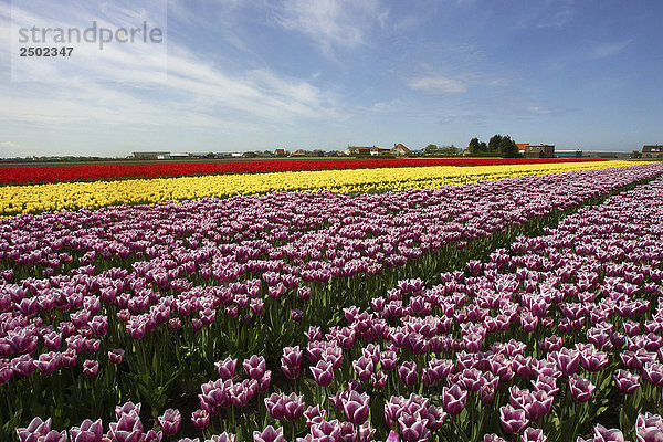Europa  Niederlande  südliche Niederlande  Blumen im Feld