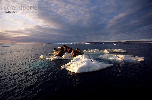 Kanada  Territorium Nunavut  Walrosse auf Icefloe (Odobenus Rosmarus)