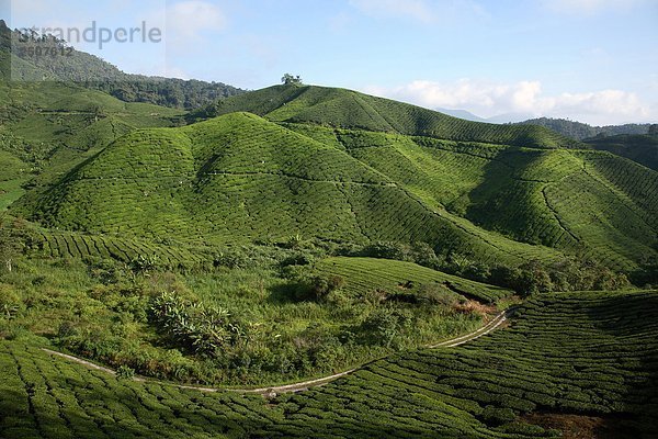 Ansicht der Teeplantage Boh in Cameron Highlands  Malaysia