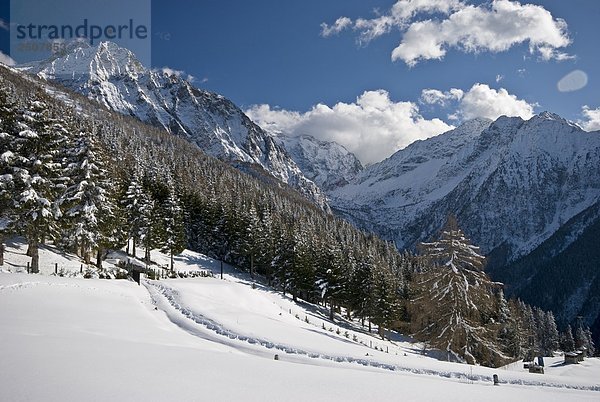 Italien  Lombardei  Naturpark Adamello  Wald mit Schnee bedeckt.