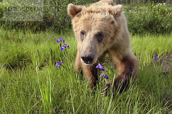 Junge Grizzly auf Wiese Wildflowers South Central Alaska Sommer Wandern