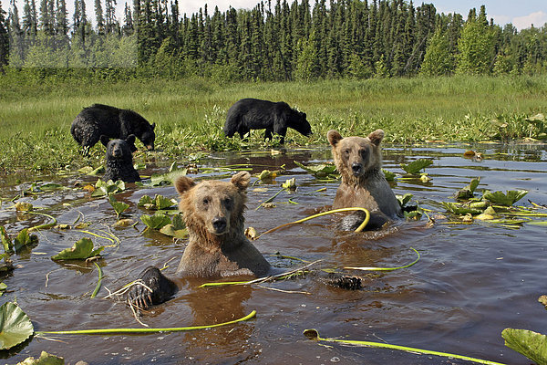 & Schwarz Grizzlybären cooling-off zusammen in South Central Alaska MatSu Tal Sommer Teich mit Wasserlilien