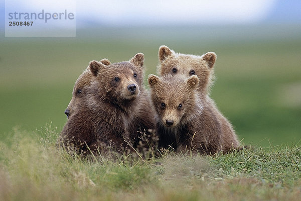 4 jungen Braunbär Cubs kauerten zusammen in Tundra Katmai National Park südwestlich Alaska Sommer