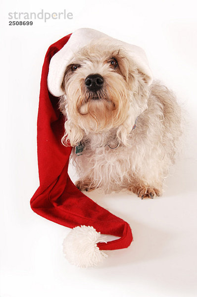 Kleiner Hund mit Nikolausmütze