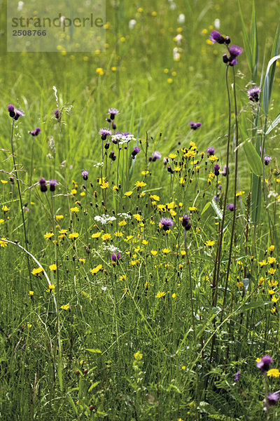 Germany  Bavaria  Wild flowers in field
