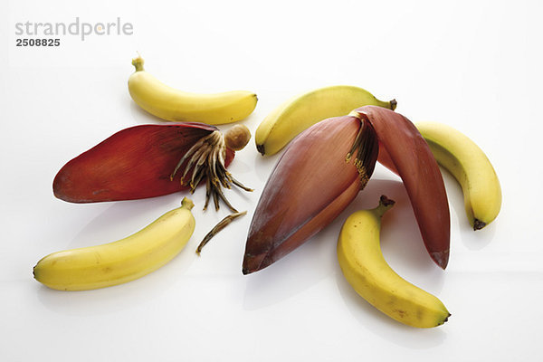Bananenblüten und Bananen  erhöhte Ansicht