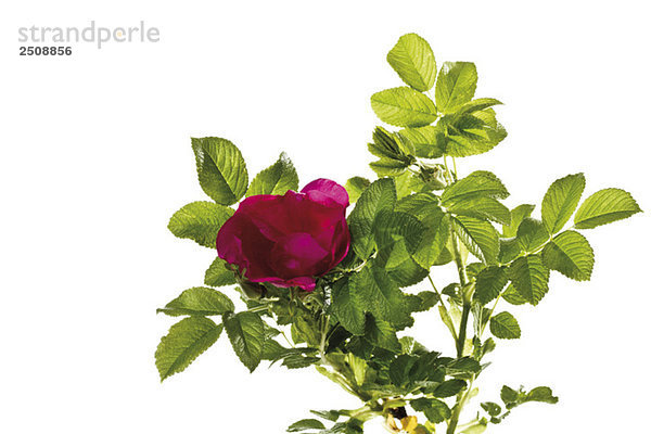 Blüten der Hundsrose (Rosa canina)  Nahaufnahme