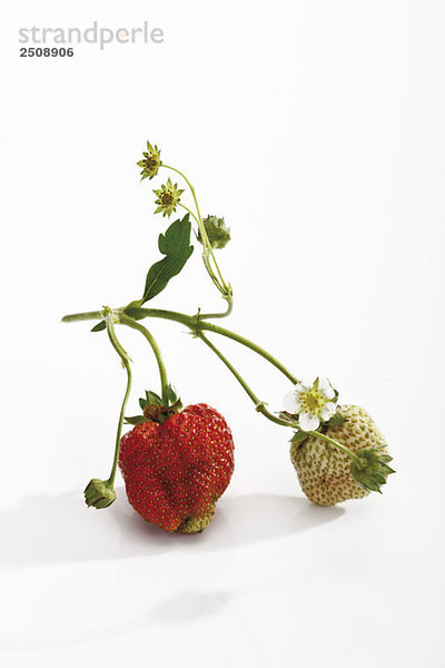 Holz-Erdbeeren  (Fragaria vesca)