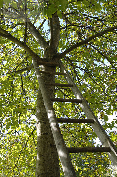 An einen Baum gelehnte Leiter