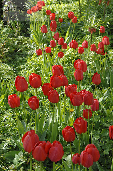 Blooming tulips