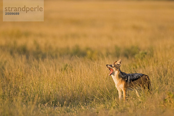 Africa  Botswana  Black-backed Jackal (Canis mesomelas) Yawning