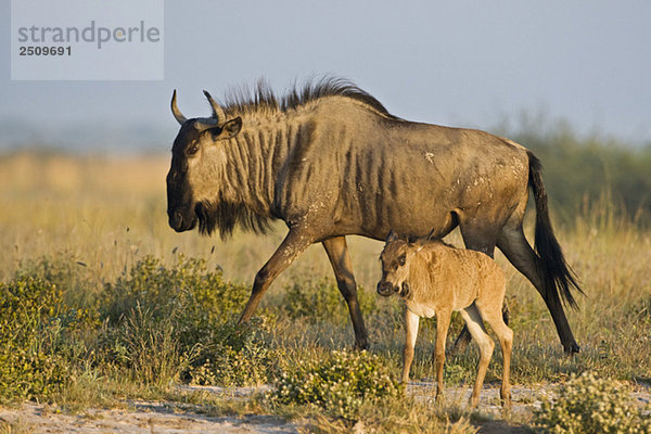 Africa  Botswana  Wildebeest and calf (Connochaetes taurinus)
