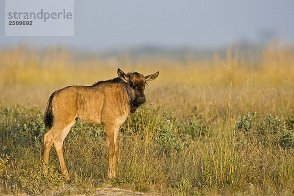 Africa  Botswana  Wildebeest calf Connochaetes taurinus)
