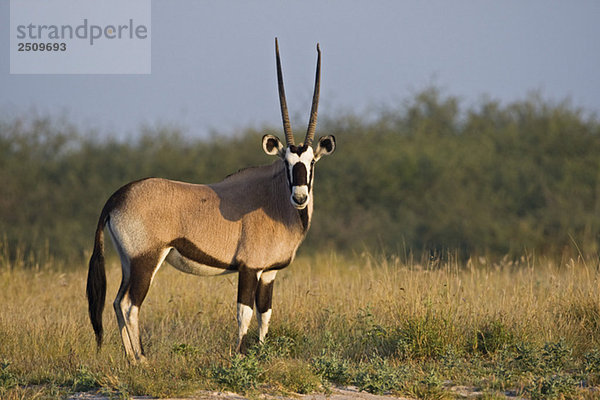 Africa  Botswana  Gemsbok (Oryx gazella) in grass
