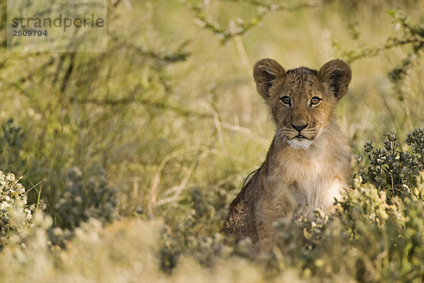 Africa  Botswana  African Lion cub (Panthera Leo)