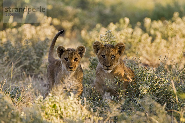 Africa  Botswana  Lion cubs (Patnera leo)