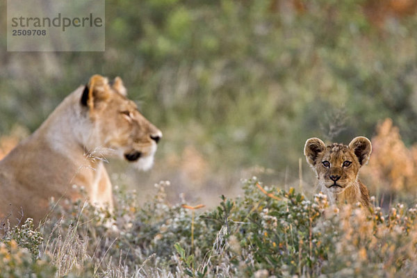 Africa  Botswana  Lioness (Panthera leo) with cub
