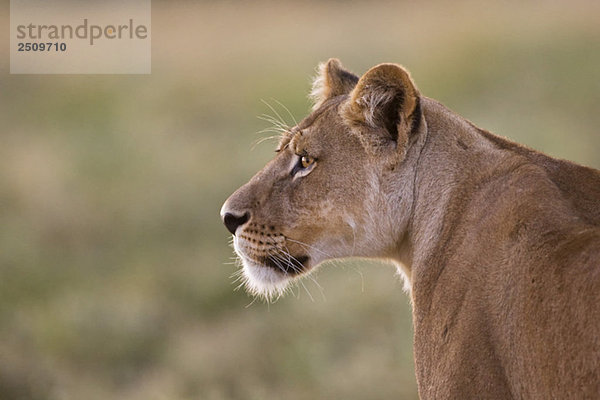 Afrika  Botswana  Löwin (Panthera leo) bei der Grasbeobachtung