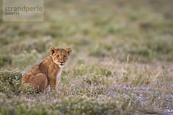 Afrika  Botswana  Löwenjunges (Panthera leo) im Gras sitzend