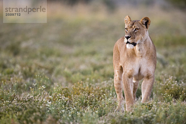 Afrika  Botswana  Löwin (Panthera leo) bei der Grasbeobachtung