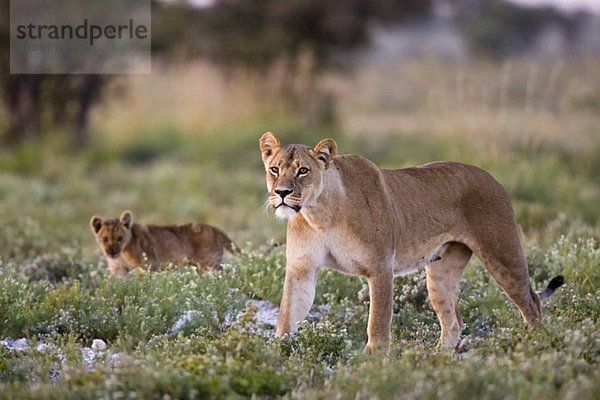 Africa  Botswana  Lioness (Panthera leo) and cub