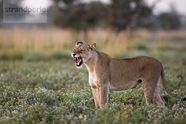 Africa  Botswana  Lioness (Panthera leo) roaring