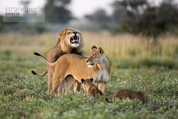 Afrika  Botswana  Afrikanischer Löwe (Panthera leo) Löwin (Panthera leo) und Jungtiere