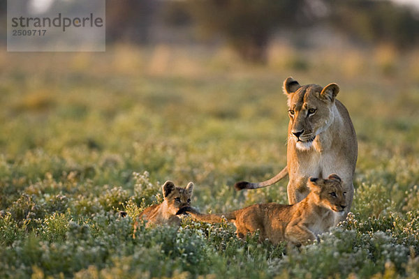 Africa  Botswana  Lioness (Panthera leo) with cubs
