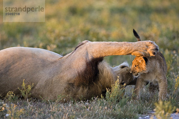 Afrika  Botswana  Erwachsener männlicher Löwe (Panthera leo) und Jungtier