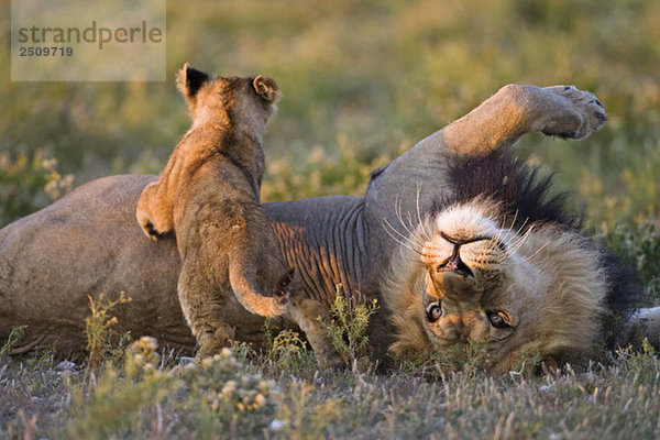 Afrika  Botswana  Erwachsener männlicher Löwe (Panthera leo) und Jungtier
