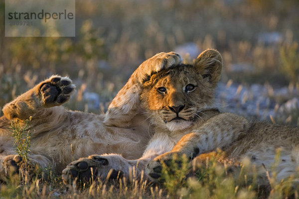 Africa  Botswana  Two lion cubs (Panthera leo)