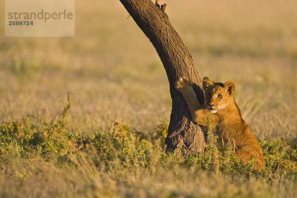 Africa  Botswana  Lion cub (Panthera leo)