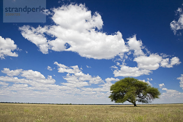 Afrika  Botswana  Regenschirm Akazie (Acacia tortilis) mit malerischem Hintergrund