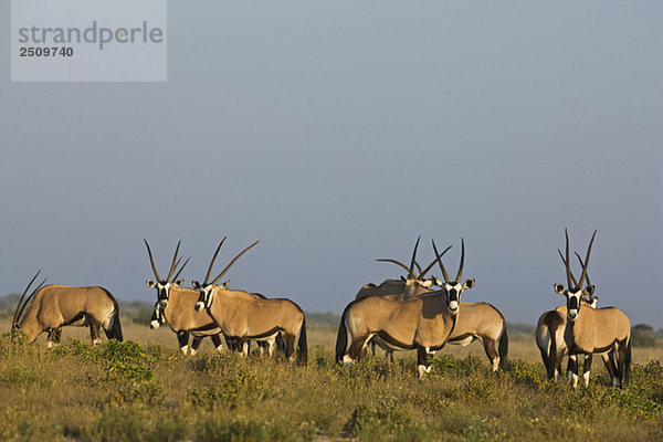 Africa  Botswana  Gemsbok herd (Oryx gazella)