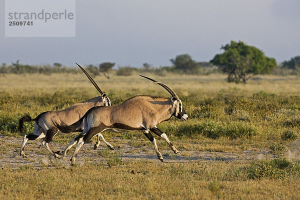 Africa  Botswana Oryx Herd (Oryx gazella)
