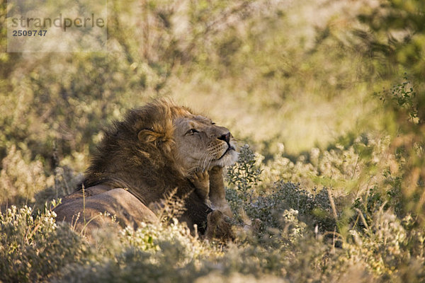 Africa  Botswana  Adult male lion (Panthera leo)