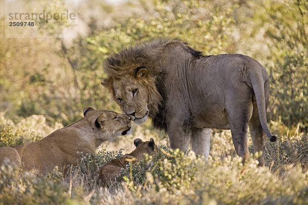 Afrika  Botswana  Afrikanischer Löwe (Panthera leo) Löwin (Panthera leo) und Jungtier