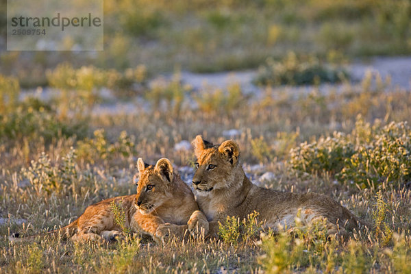 Africa  Botswana  Lion cubs (Panthera leo)