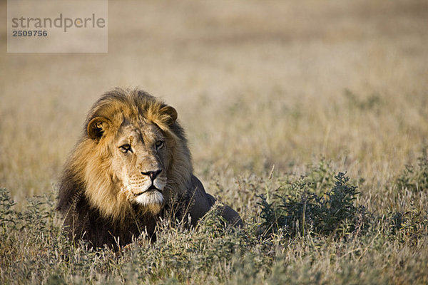 Afrika  Botswana  Erwachsener männlicher Löwe (Panthera leo) auf Gras ruhend