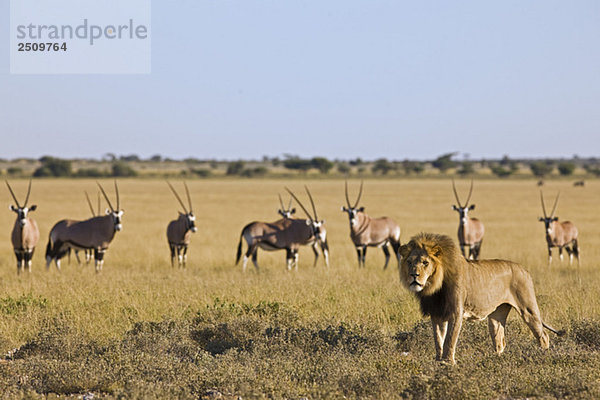 Afrika  Botswana  Afrikanischer Löwe (Panthera leo) im Hintergrund Gemsbok (Oryx gazella) Herde