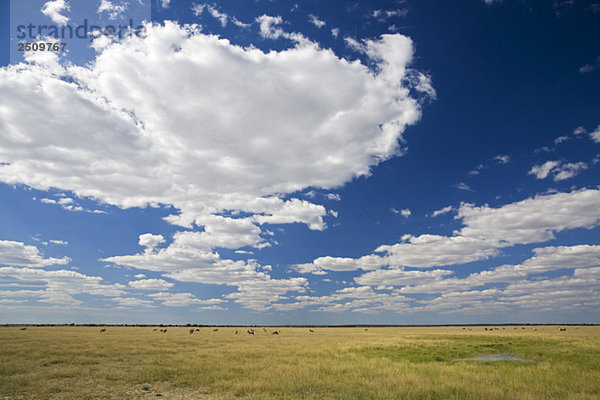Africa  Botswana  Springbok Herd (Antidorcas marsupialis)