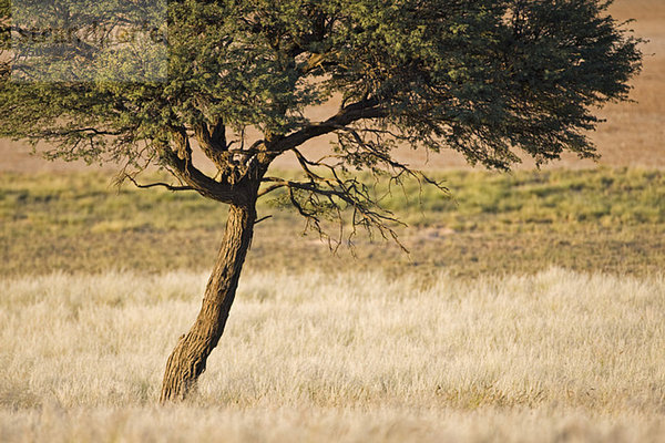 Afrika  Botswana  Einzelbaum