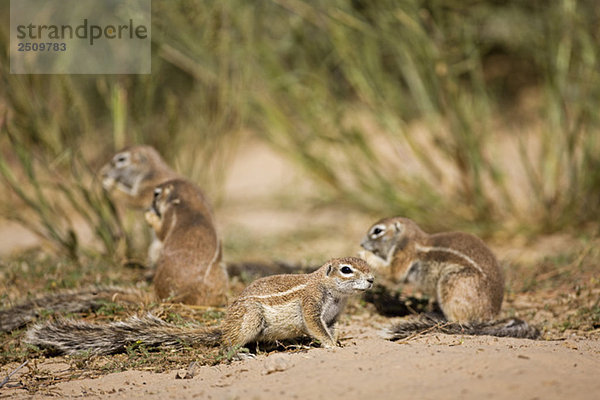 Africa  Botswana  African ground squirrels (Xerus rutilus)