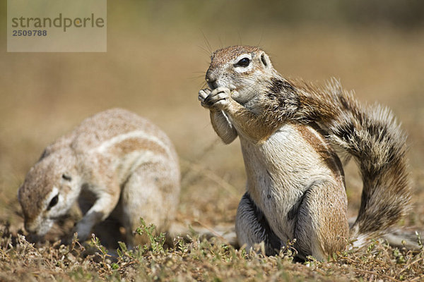 Africa  Botswana  African ground squirrels (Xerus rutilus)