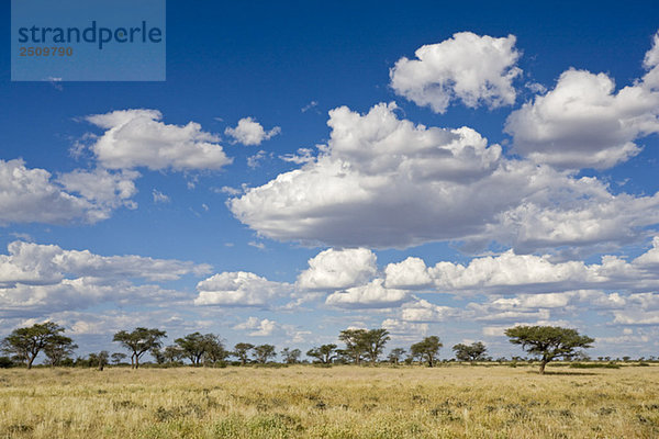 Africa  Botswana  Pan  Kalahari Desert